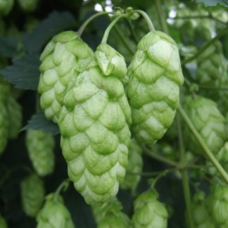 East Kent Golding Hops