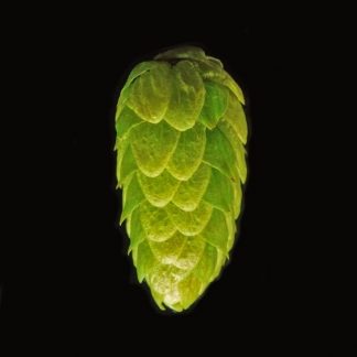 Chinook Hops