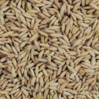 Voyager Malted Oats