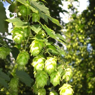 Hallertau Mittelfruh Hops
